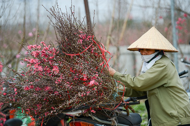 Gorgeous scene in Northern Vietnam’s largest peach blossom- growing hub