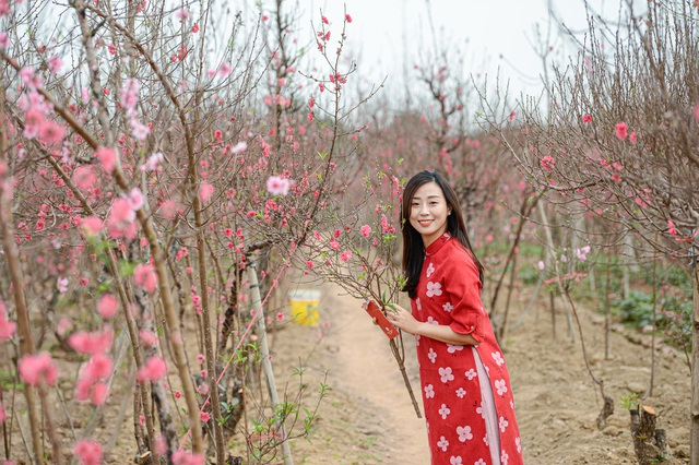 Gorgeous scene in Northern Vietnam’s largest peach blossom- growing hub ...