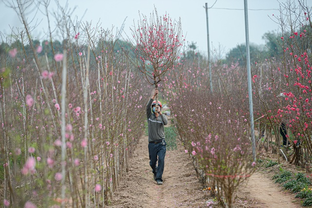 Gorgeous scene in Northern Vietnam’s largest peach blossom- growing hub