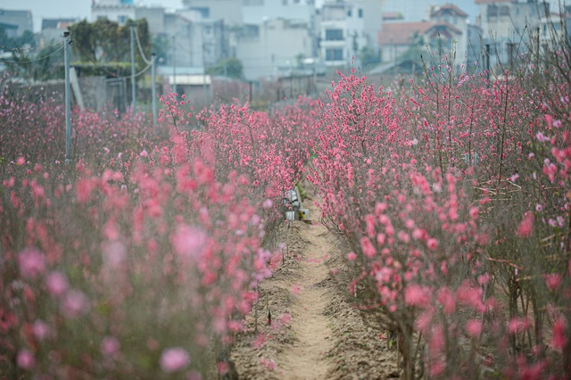 Gorgeous scene in Northern Vietnam’s largest peach blossom- growing hub