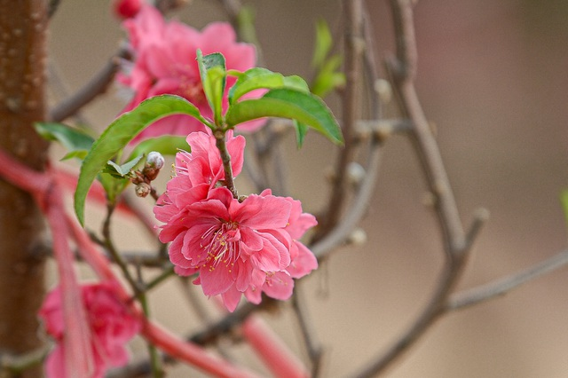 Gorgeous scene in Northern Vietnam’s largest peach blossom- growing hub