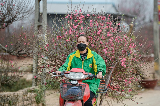 Gorgeous scene in Northern Vietnam’s largest peach blossom- growing hub