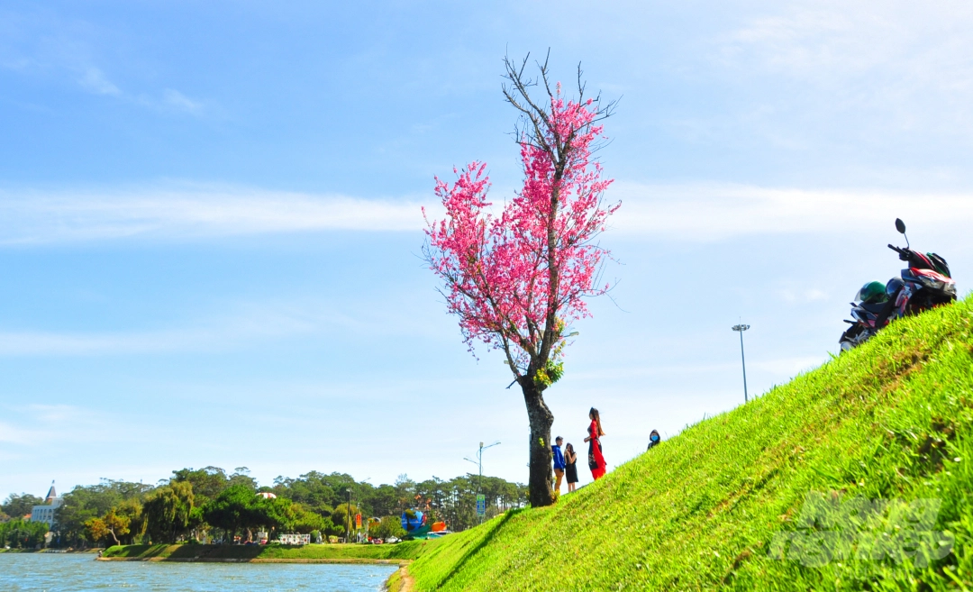 Da Lat puts on romantic outfit with pink cherry blossoms