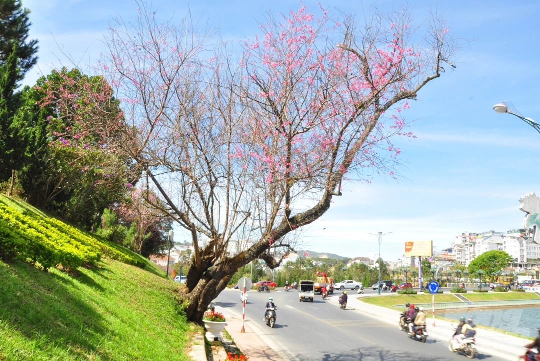 Da Lat puts on romantic outfit with pink cherry blossoms