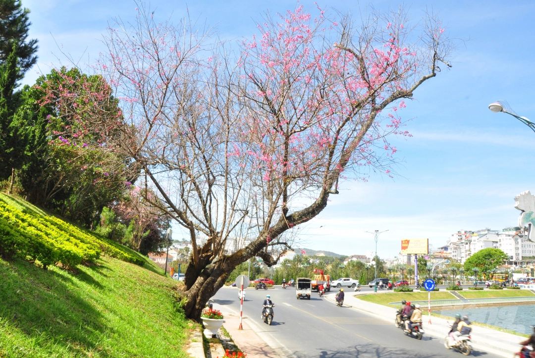 da lat puts on romantic outfit with pink cherry blossoms