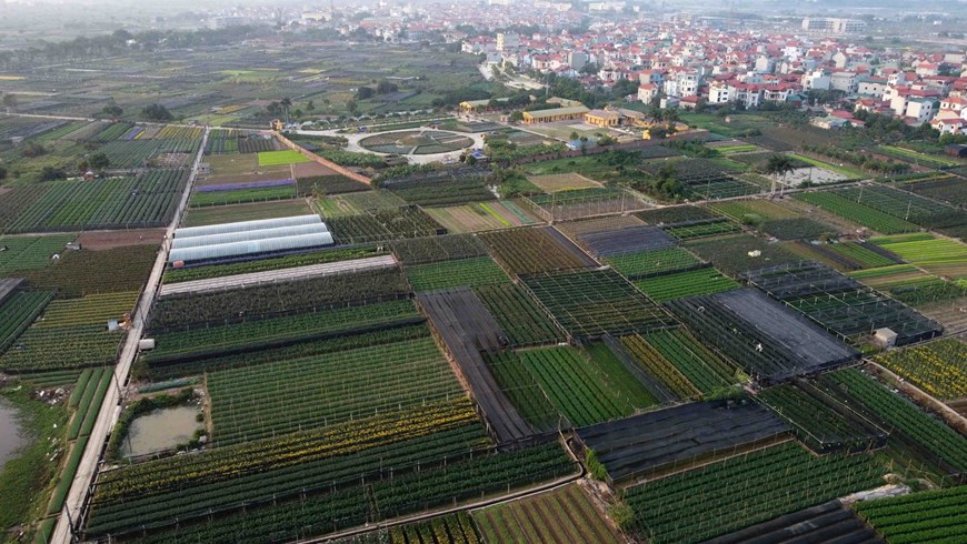 picturesque scene at vietnams famous flower villages ahead of tet