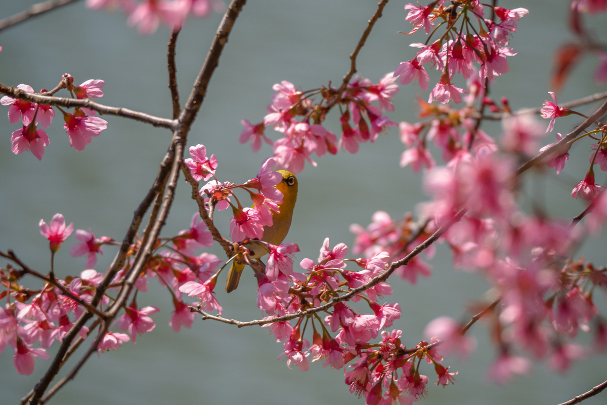 Beauty of cherry blossoms in seas of clouds in Mang Den town