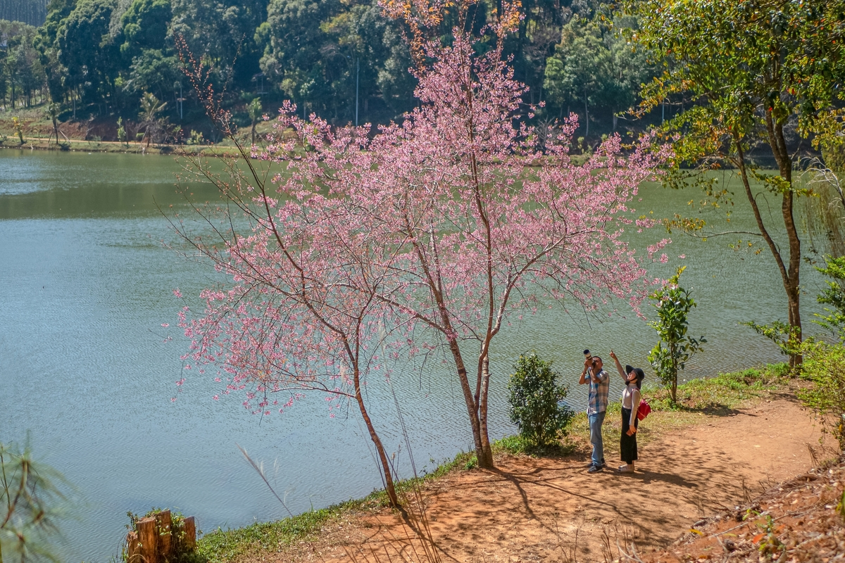 Beauty of cherry blossoms in seas of clouds in Mang Den town