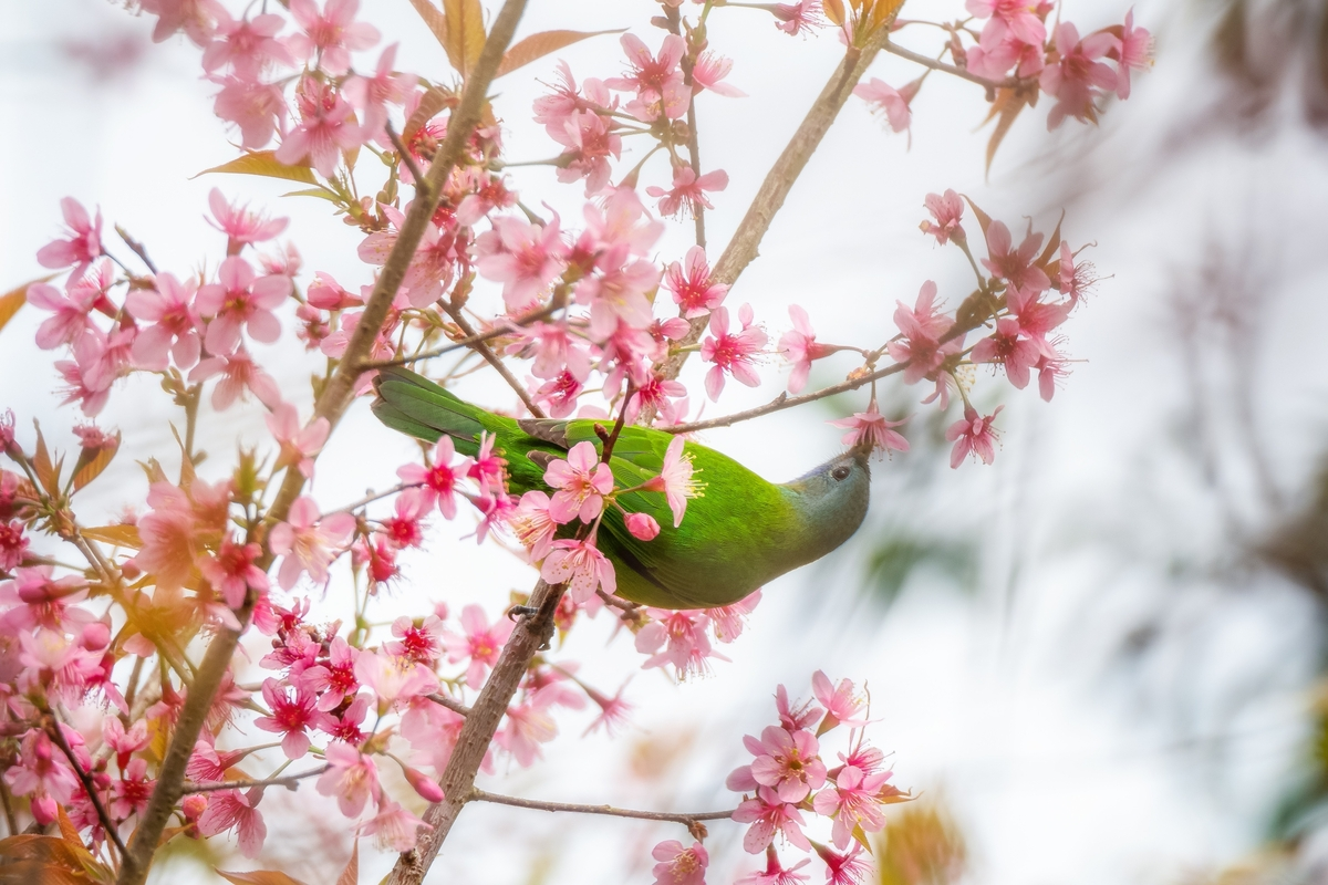 Beauty of cherry blossoms in seas of clouds in Mang Den town