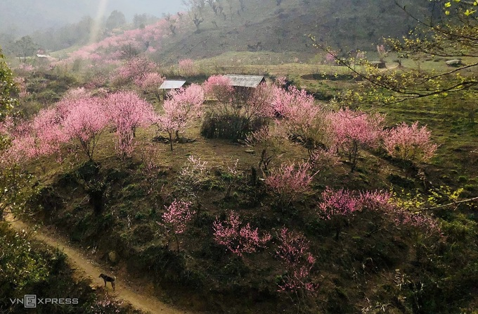 Blooming peach blossoms embellish beauty of Phin Ho village