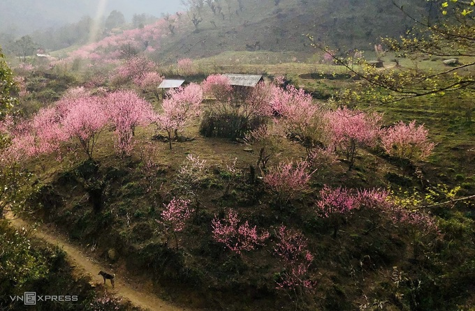 blooming peach blossoms embellish beauty of phin ho village