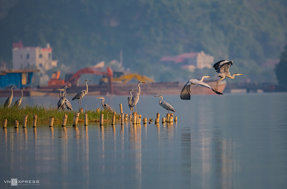 The world’s largest pagoda in Vietnam, a sanctuary of birds