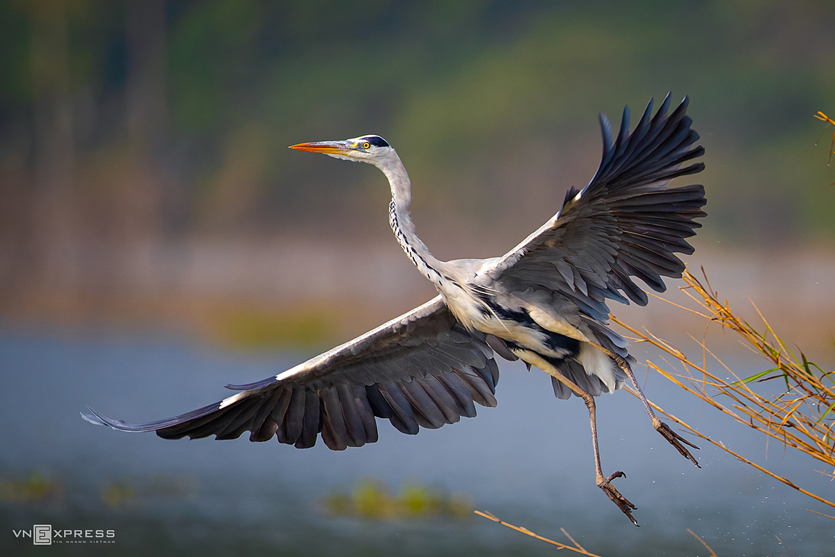 The world’s largest pagoda in Vietnam, a sanctuary of birds