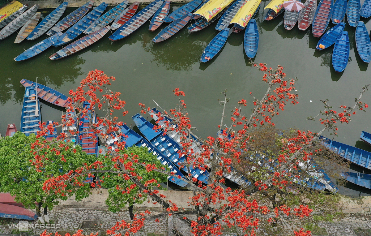 Hanoi dyed in red of silk cotton flowers