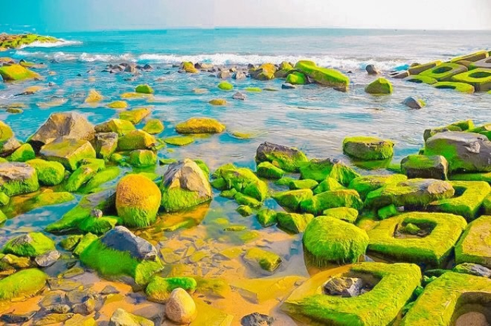 Cinematic beauty of green mossy rocky ground in Phu Yen