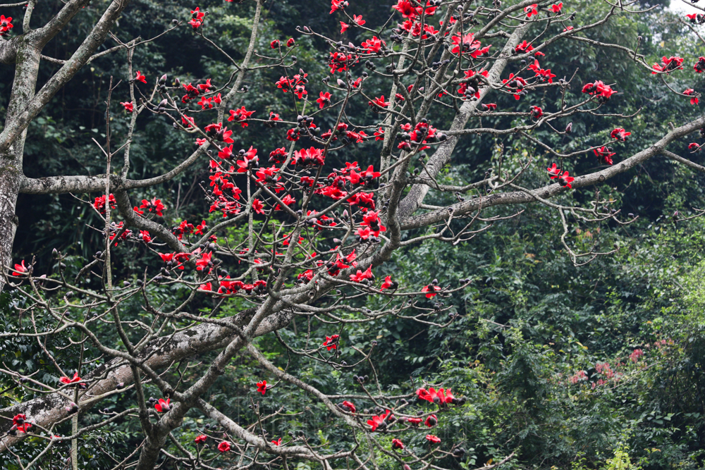 In photos: Red silk cotton flowers adorn beauty of Huong (Perfume) Pagoda