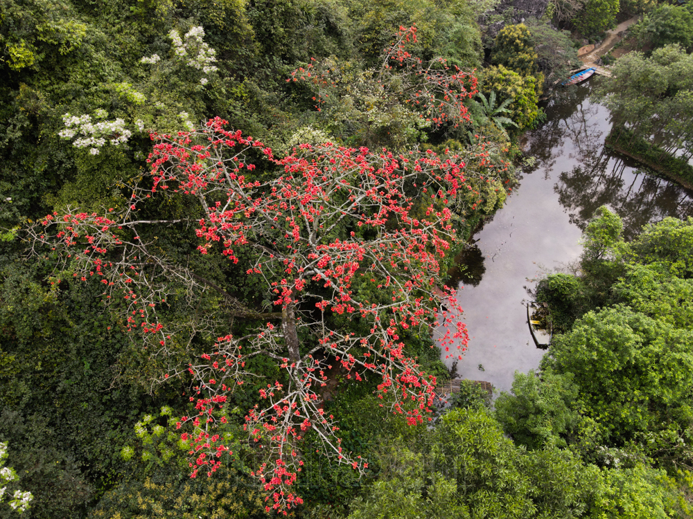 In photos: Red silk cotton flowers adorn beauty of Huong (Perfume) Pagoda