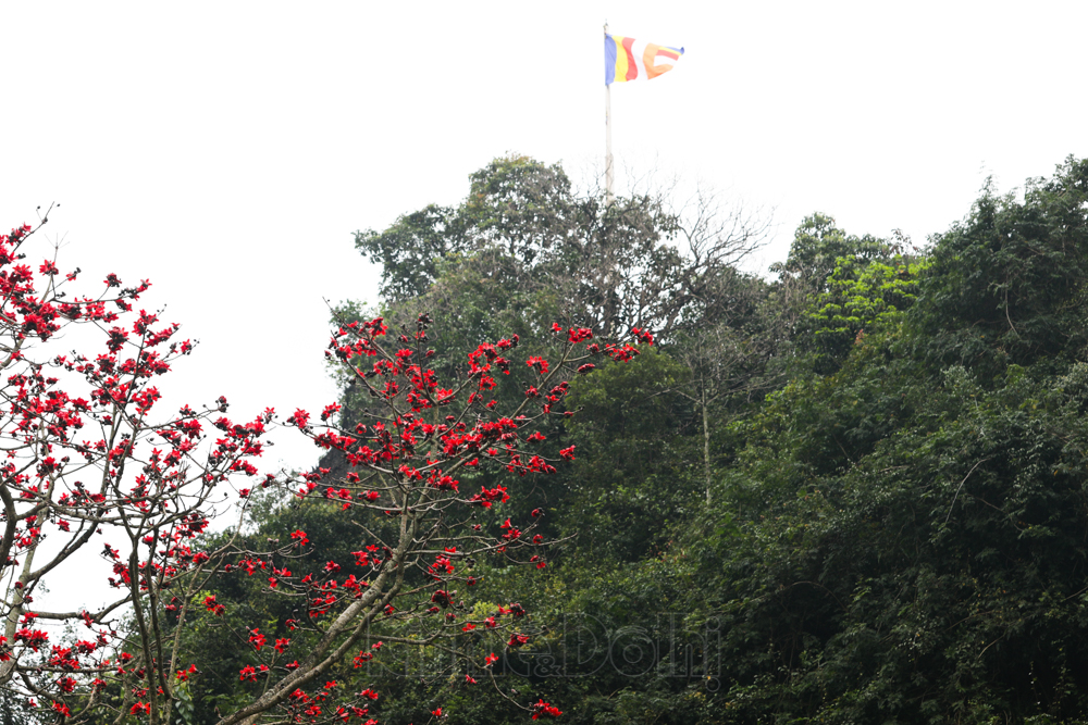 In photos: Red silk cotton flowers adorn beauty of Huong (Perfume) Pagoda