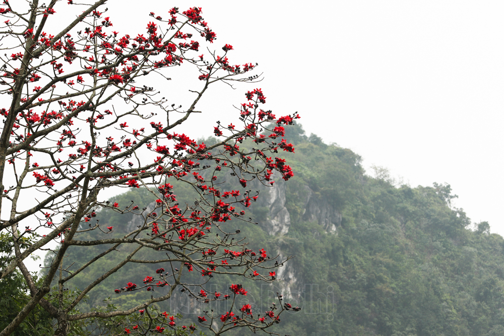 In photos: Red silk cotton flowers adorn beauty of Huong (Perfume) Pagoda