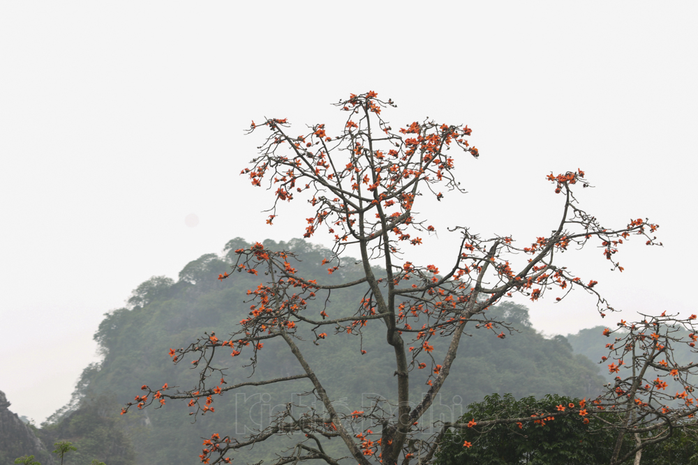 In photos: Red silk cotton flowers adorn beauty of Huong (Perfume) Pagoda