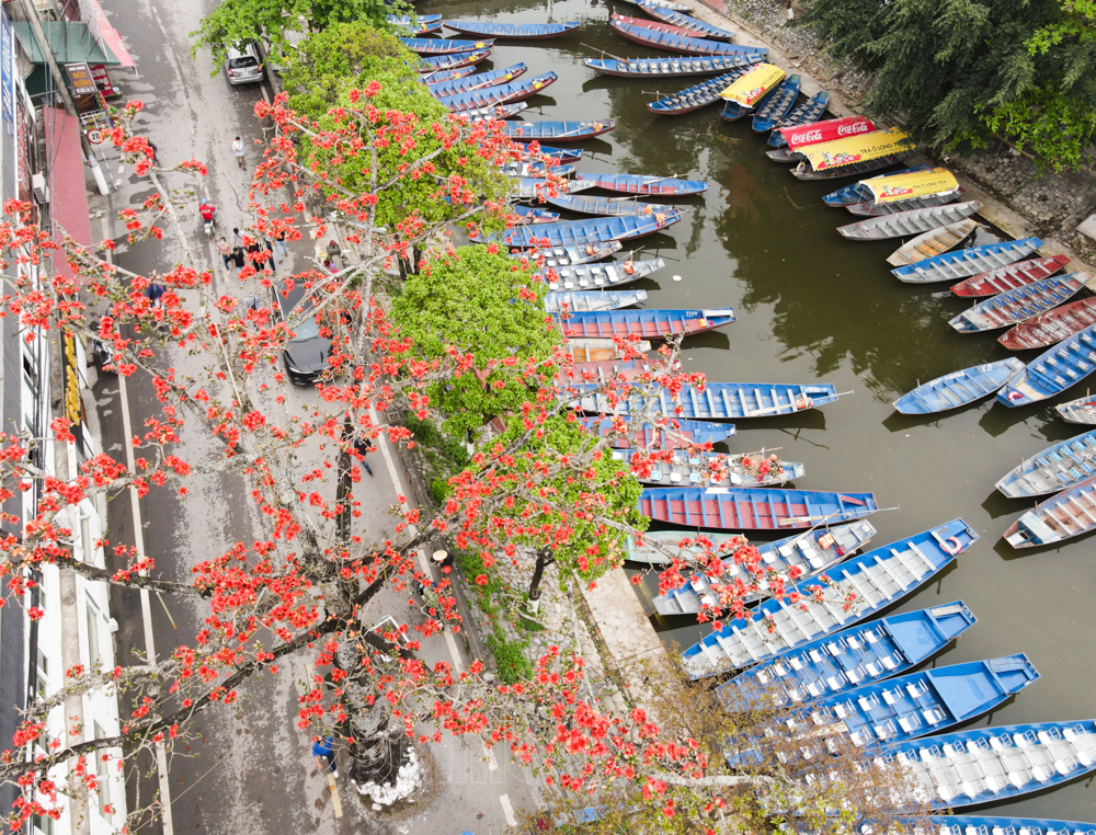 In photos: Red silk cotton flowers adorn beauty of Huong (Perfume) Pagoda