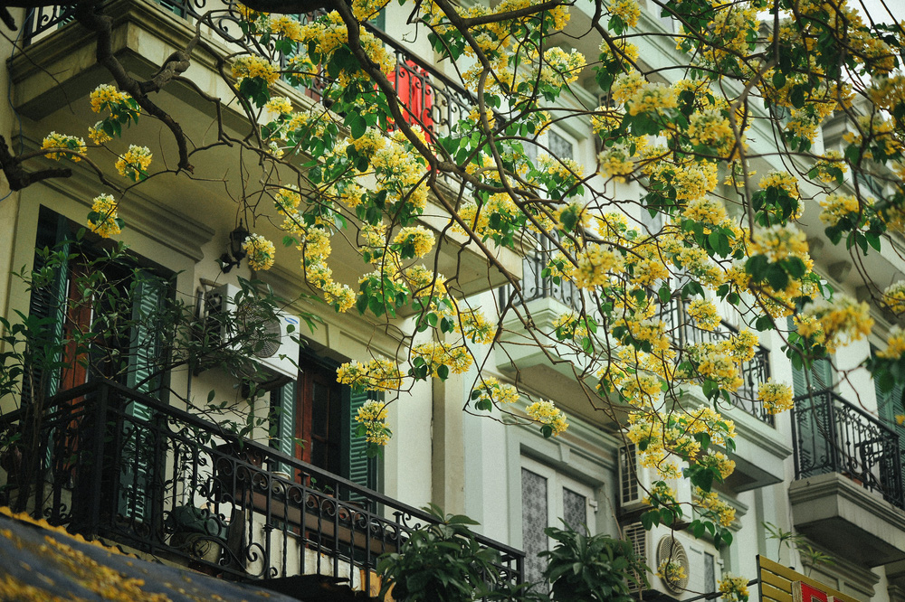 In Photos: 300-year-old Hoa Bun tree gorgeously blooms in the heart of Hanoi