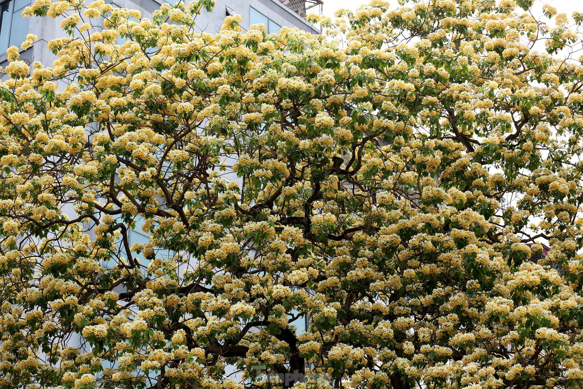 In Photos: 300-year-old Hoa Bun tree gorgeously blooms in the heart of Hanoi