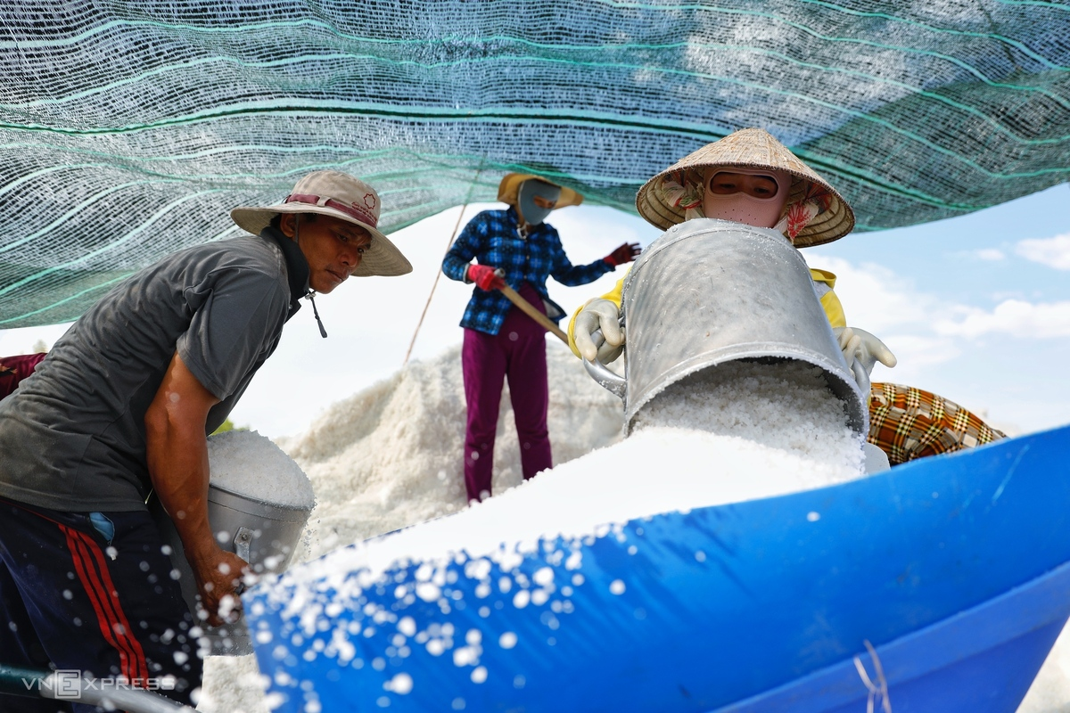 HCMC’s island commune overwhelmed in bustling ambiance in salt-harvesting season
