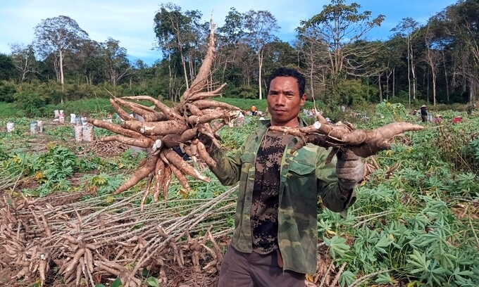 Vietnam’s cassava exports enjoy sharp increase in first quarter of 2021