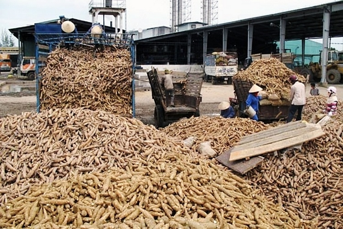 Vietnam’s cassava exports enjoy sharp increase in first quarter of 2021