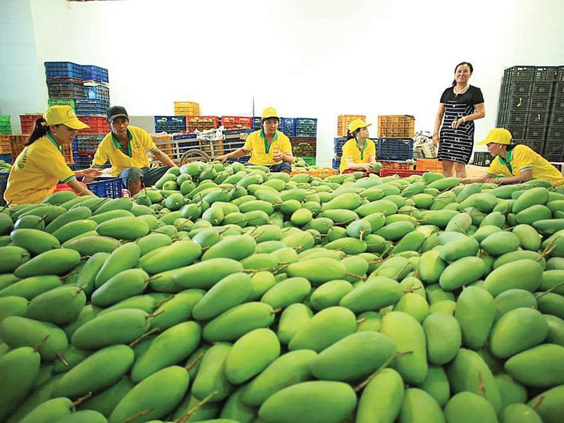 Vietnam emerges as world’s 13th largest mango producer
