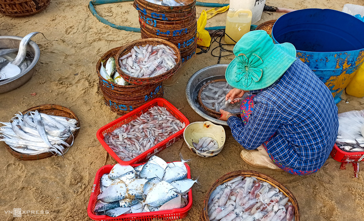 Vibrant scene at fish market in Quang Nam province
