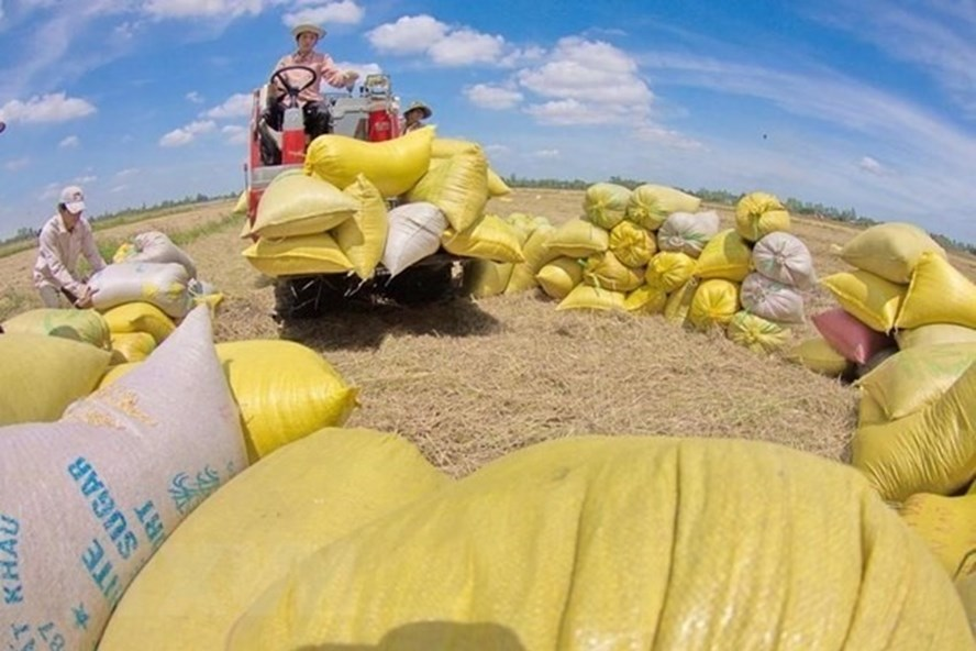 vietnams rice exports to china enjoy surge in the first quarter of 2021