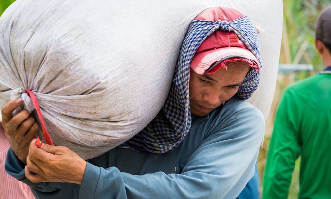 Philippines becomes Vietnam's largest rice importer