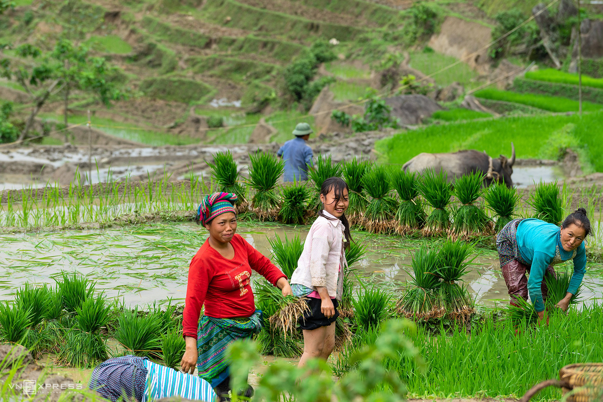 Bat Xat terraced fields mesmerizing in watery season