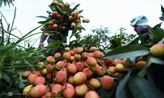 government permits chinese traders to enter vietnam to buy lychees