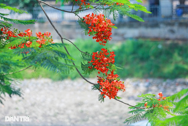 In Photos: Hanoi streets tinted in red of flamboyant flowers