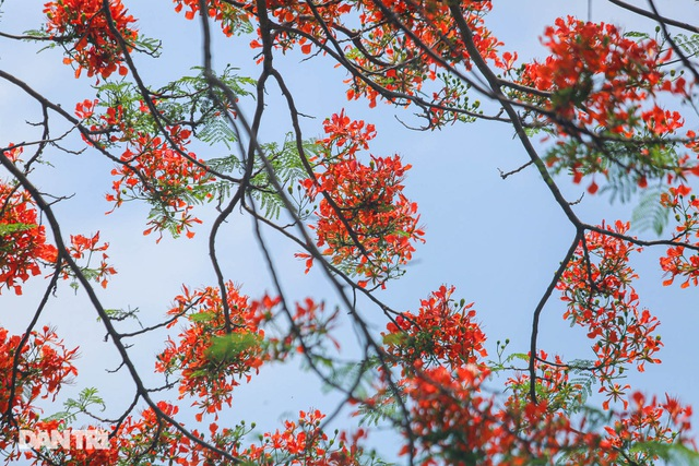 In Photos: Hanoi streets tinted in red of flamboyant flowers