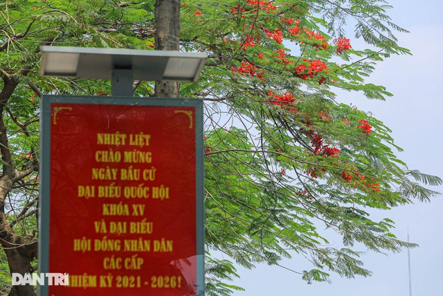 In Photos: Hanoi streets tinted in red of flamboyant flowers