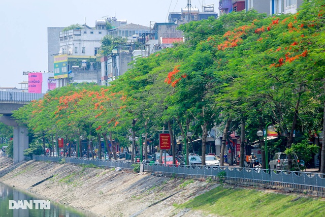 In Photos: Hanoi streets tinted in red of flamboyant flowers