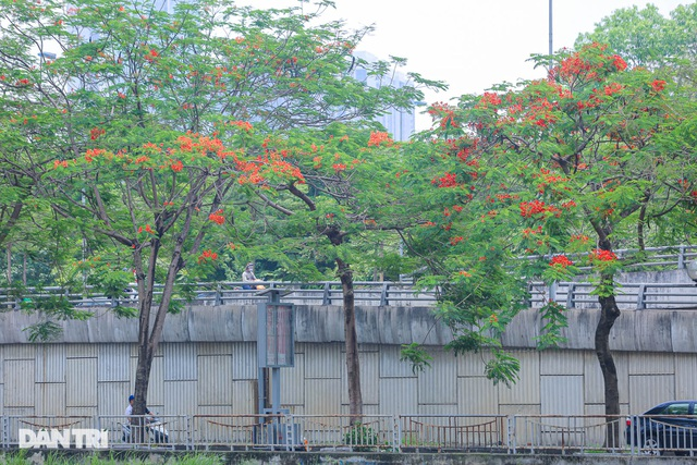 In Photos: Hanoi streets tinted in red of flamboyant flowers