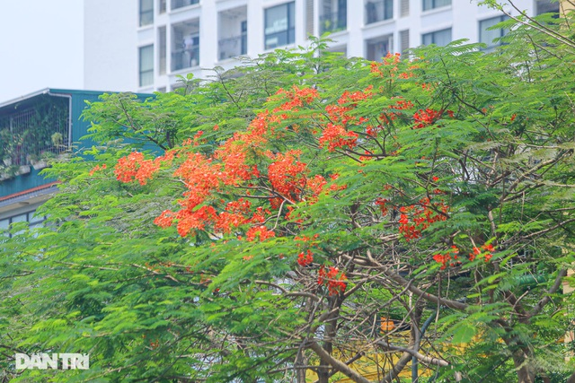 In Photos: Hanoi streets tinted in red of flamboyant flowers