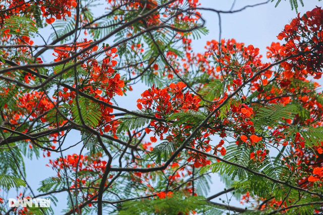 In Photos: Hanoi streets tinted in red of flamboyant flowers