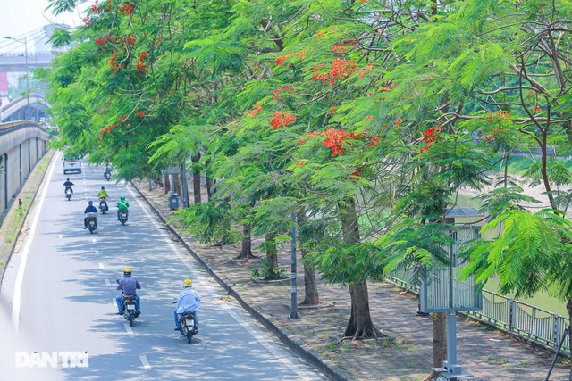 In Photos: Hanoi streets tinted in red of flamboyant flowers