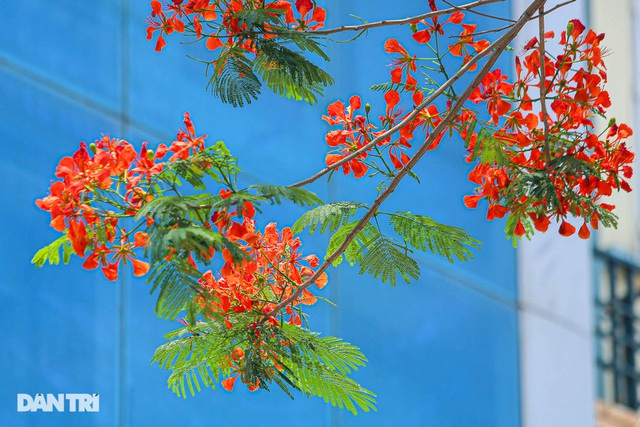 In Photos: Hanoi streets tinted in red of flamboyant flowers