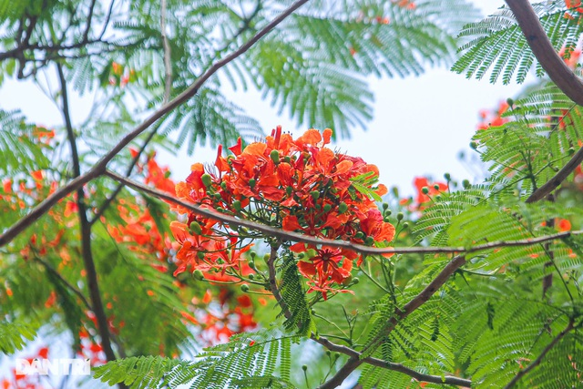 In Photos: Hanoi streets tinted in red of flamboyant flowers