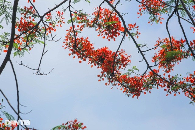 In Photos: Hanoi streets tinted in red of flamboyant flowers