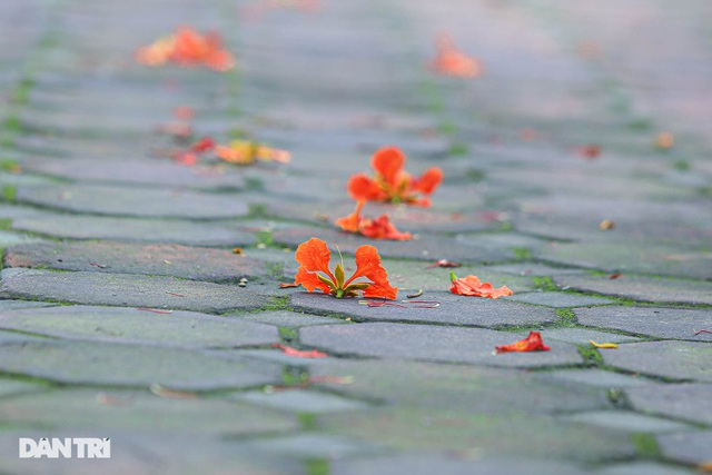 In Photos: Hanoi streets tinted in red of flamboyant flowers