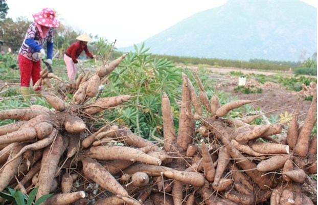Vietnam’s cassava exports enjoy surge in first four months of 2021