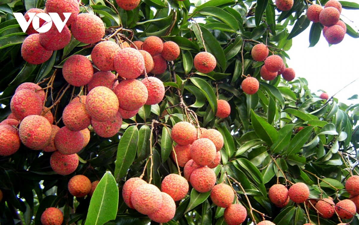 100 tonnes of Vietnamese lychees to be exported to Australia
